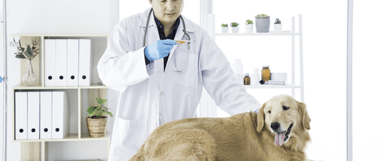 Température corporelle du chien
